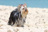 YORKSHIRE TERRIER 104